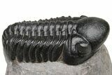 Beautiful, Black Reedops Trilobite - Morocco #224396-1